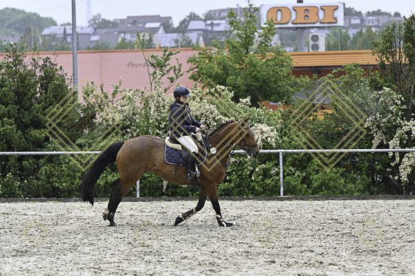 Fränkische Meisterschaft - Prüfung 10, Springpr. Kl. L - Image 157