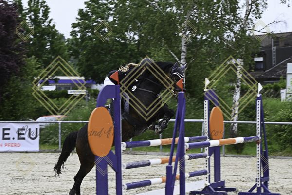 Fränkische Meisterschaft - Prüfung 19, Springpr. Kl. L - Image 151