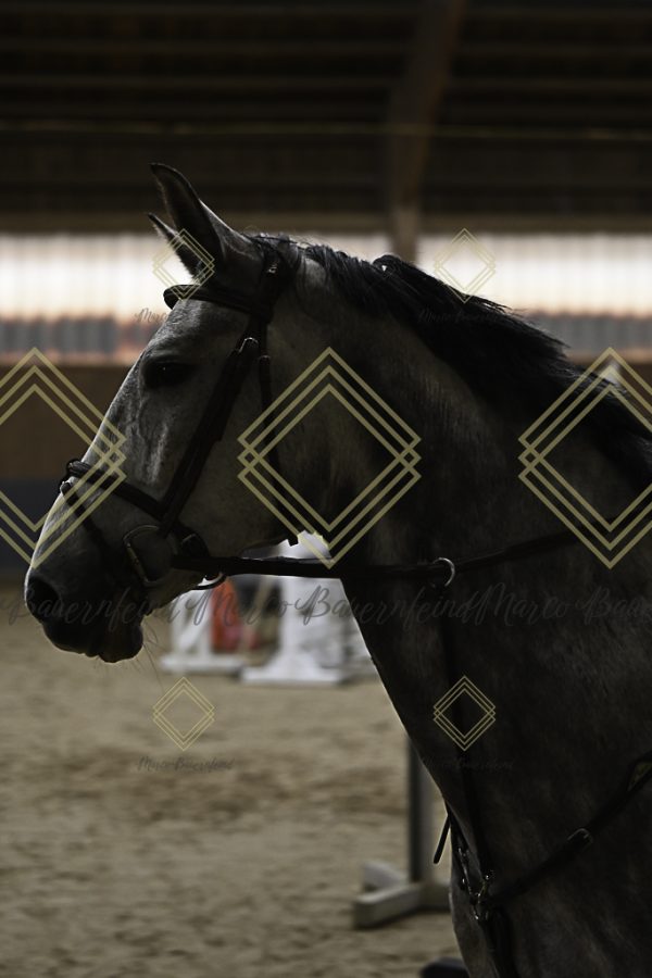 Fränkische Meisterschaft - Prüfung 21, Ponystilpr. Kl. A** m.St. - Image 44