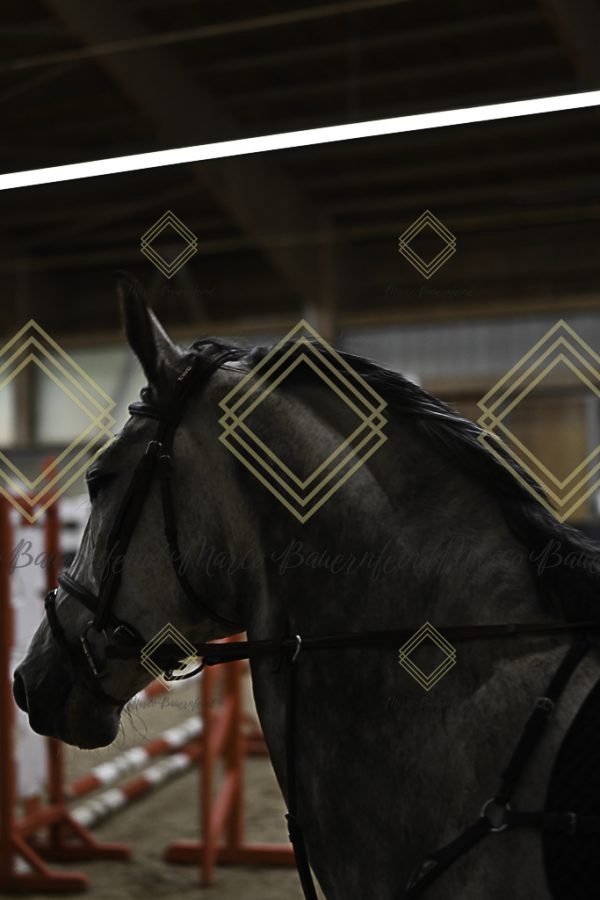 Fränkische Meisterschaft - Prüfung 21, Ponystilpr. Kl. A** m.St. - Image 45